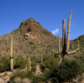 Saguaro cactus on an Arizona mountainside